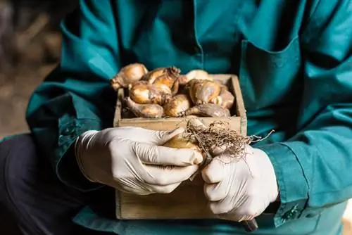 Bulbos de tulipas durante o inverno: proteção e cuidado no inverno