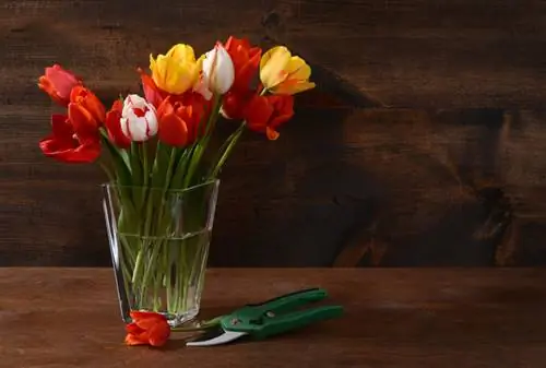 Enjoy tulips for longer: cutting & care tips