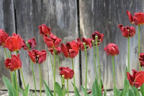 Etter blomstring er før blomstring - slik behandler du falmede tulipaner