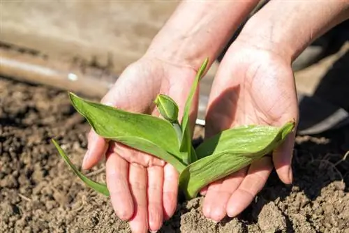 I tulipani non fioriscono