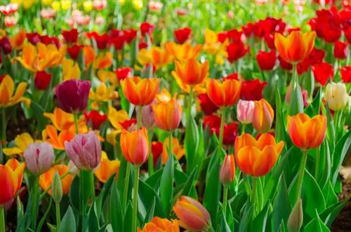 Época de florescimento das tulipas: use estas dicas para manter as flores desabrochando por mais tempo