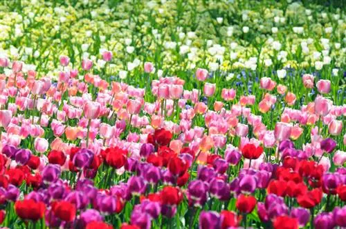 Época de floración de los tulipanes: así se planifica el juego de colores ideal