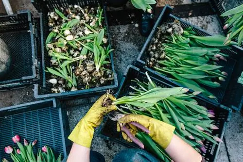 Tulipánhagymák betakarítása