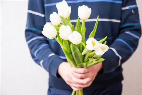 Lenguaje de flores de tulipanes.