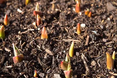 Fertilització de tulipes: els millors consells per a una floració saludable