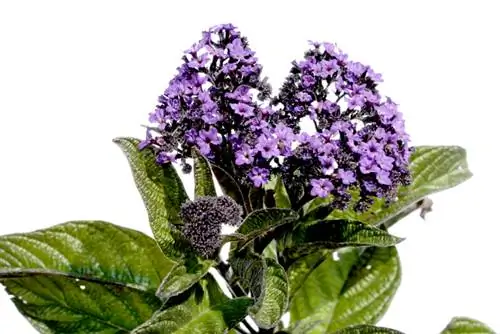 heliotrope mùa đông