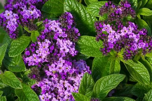 Fiore di vaniglia sul balcone: facile da curare e profumato