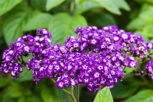 Heliotrope แข็งแกร่ง