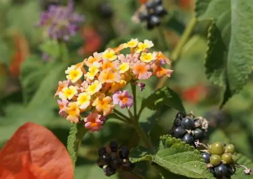 Lantana berries are poisonous