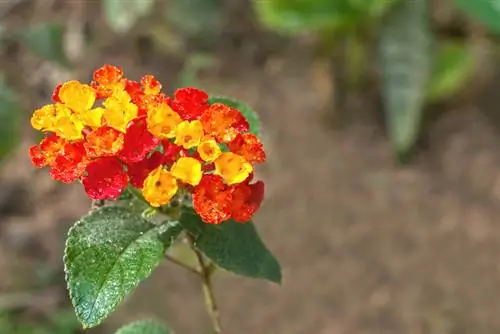 Lantana de agua