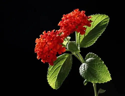 Keratan Lantana