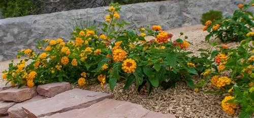 Lantana est robuste