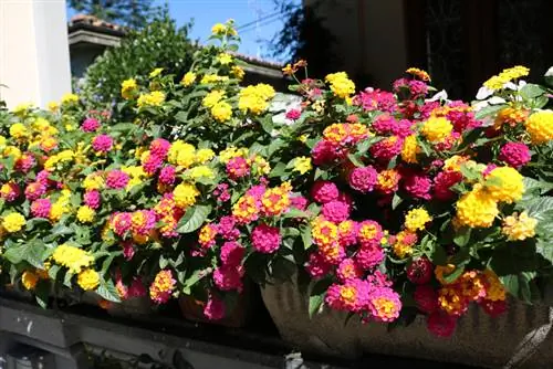 Lantana op het balkon: zo gedijt hij goed