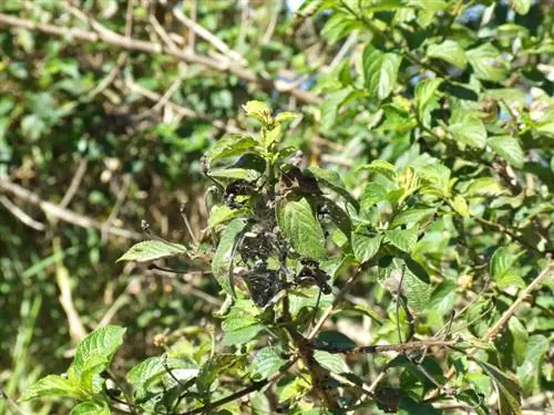 Lantana tidak ada bunga