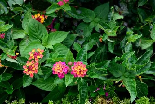 Lantana gjødsel