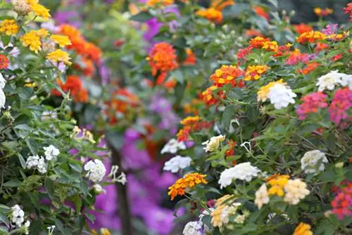 Lantana: genus, characteristics and care instructions