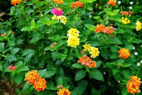 Lantana blomma färg