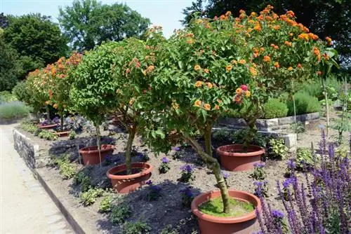 Lantana stamme