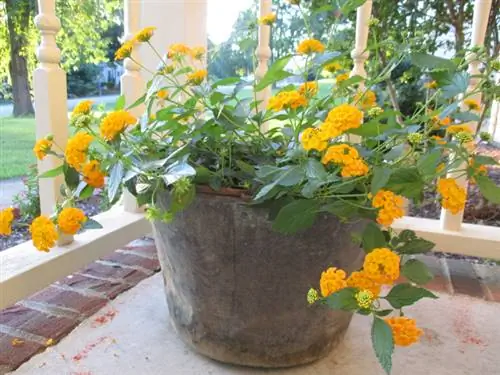 When is the lantana allowed outside? Helpful tips