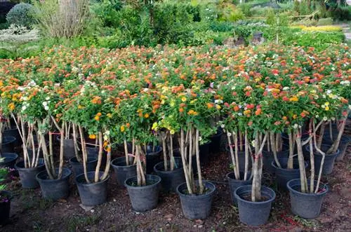 Plant lantana: wenke vir ligging, substraat en meer