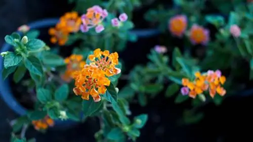 Pottering av lantana: Steg for steg til frodige blomster