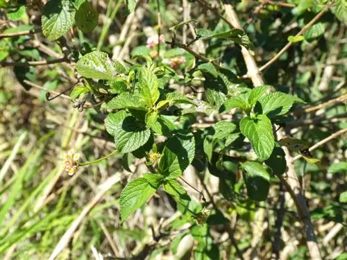 Lantana ngã bệnh