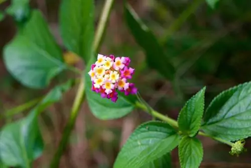 Lantana não floresce