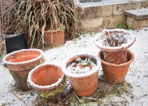 Lantana zimi: Kako pravilno brinuti o biljci