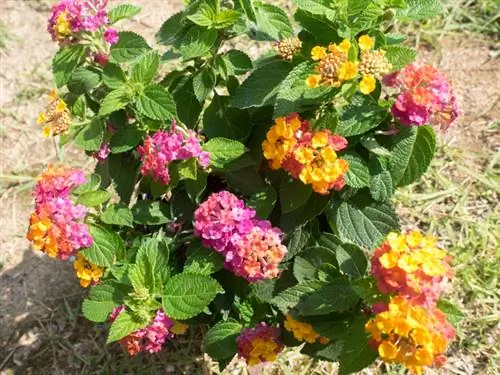 Quando dovrei mettere fuori la lantana?