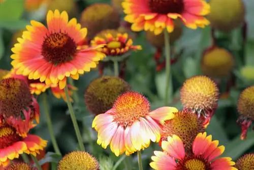 Cortar la flor de escarapela: cómo promover flores magníficas