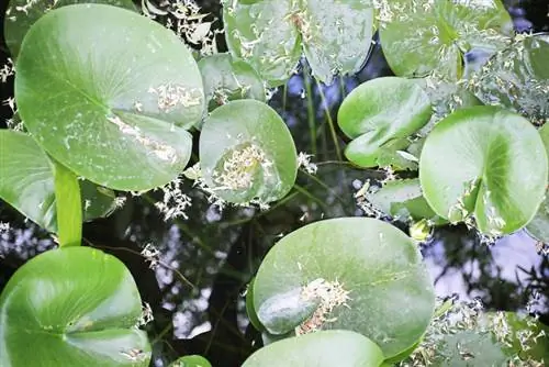 Overwintering water lilies: Ito ay kung paano mo ito magagawa nang walang anumang problema