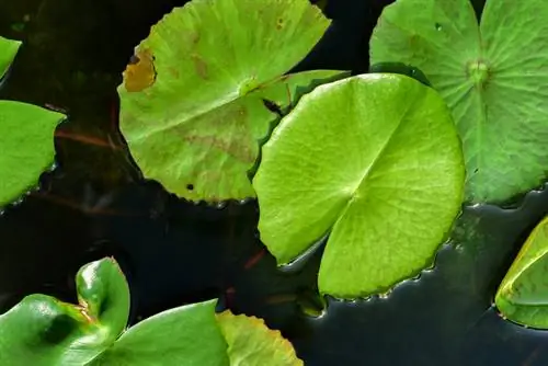 Water lily not blooming: Common reasons & effective solutions