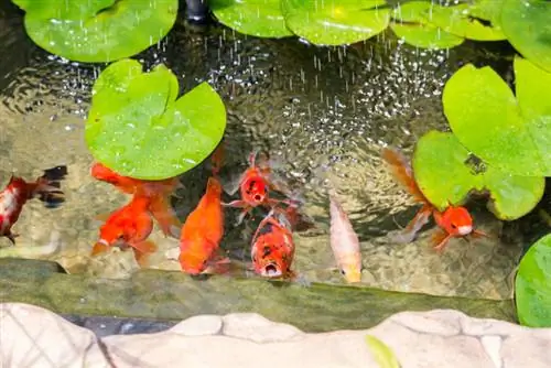 Water lily aquarium