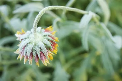 Hardy cockade flowers: varieties and care instructions