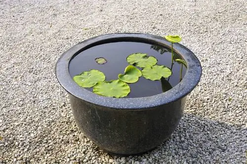 Waterlelie in een pot