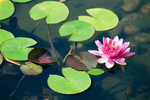 Water lily pond