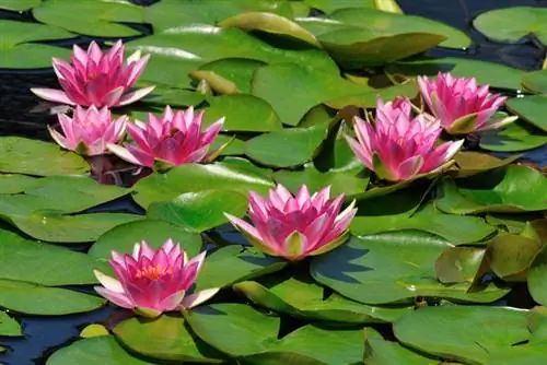 Verzorging van waterlelies: Snijden voor weelderige bloemen