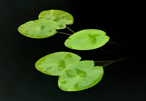 Hindi lumalaki ang water lily: Mga posibleng sanhi at solusyon