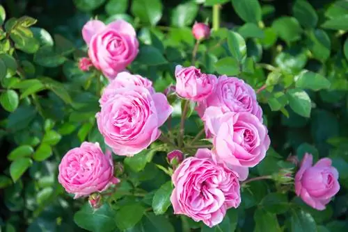 Rose 'Leonardo da Vinci' i en kruka