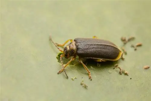 Reconocer los escarabajos de los nenúfares: cómo proteger sus plantas