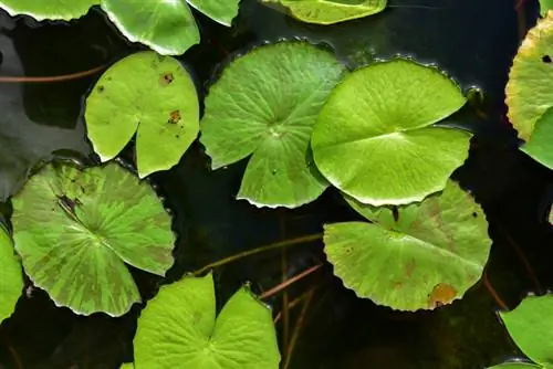 Ziekten van waterlelies