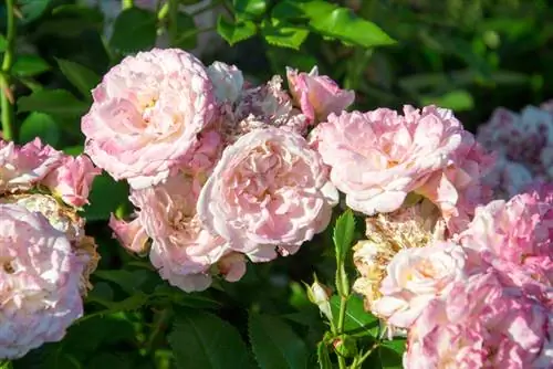 Potatura rosa Leonardo da Vinci