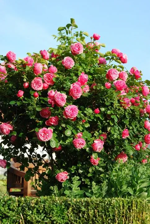 Rose 'Leonardo Da Vinci' stam