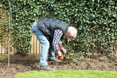 Rose 'de Resht' pruning