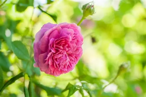 'Rose de Resht' steggies