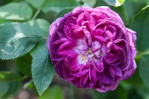 'Rose de Resht' stem