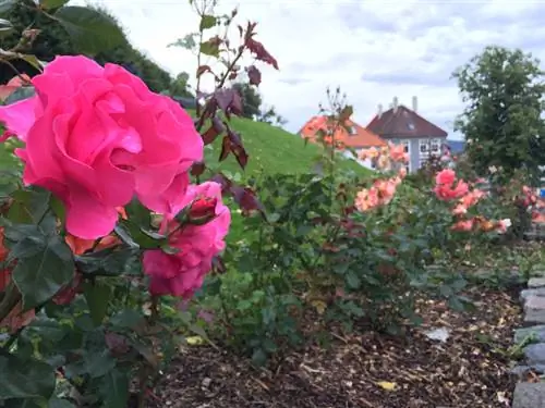 Fertilize Roses kom zoo: Nov yog qhov koj txhawb kev loj hlob zoo