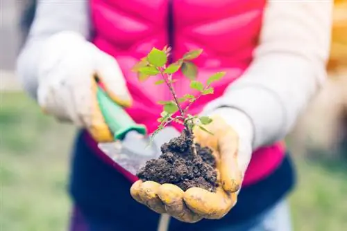 Voortplanting van rozen