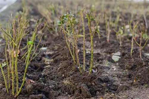 Rozen verplanten: zo kan de verhuizing zonder enige schade worden uitgevoerd