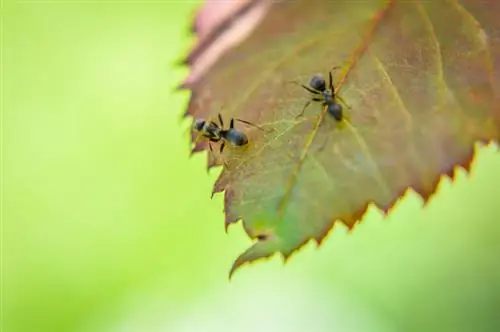 Skruzdėlės ant rožių